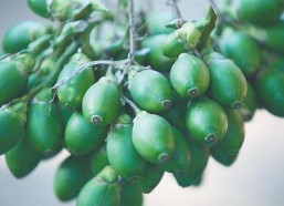 槟榔的资料,千年传统与当代健康的双重面相