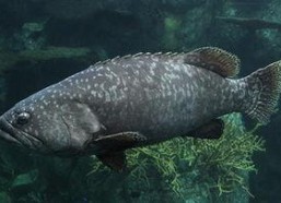 龙趸鱼图片,海洋中的瑰宝