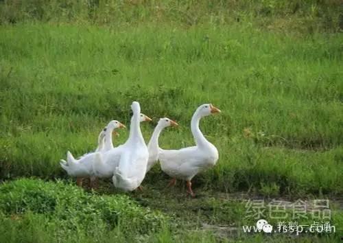 八鹅吃瓜菌会火不空娱乐,娱乐界的奇妙现象解析