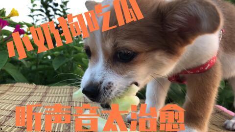 娱乐吃瓜菌小狗视频下载